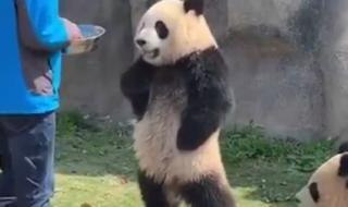 熊猫和饲养员吵架 熊猫和饲养员吵架